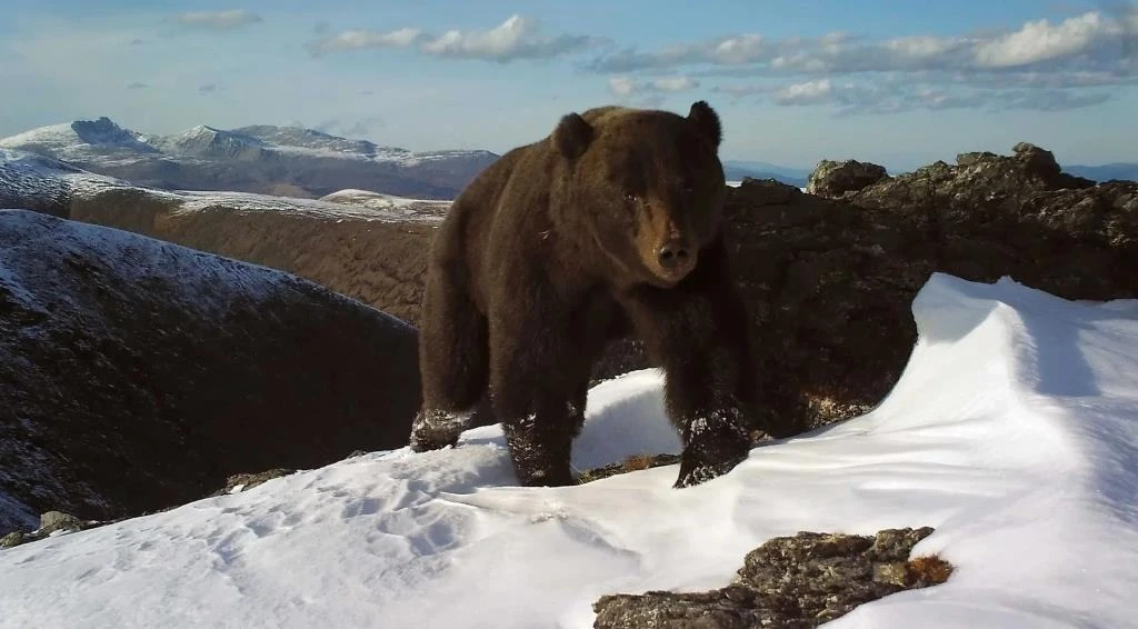 🐻 В заповеднике «Хакасский» обсудили ситуацию с бурым медведем