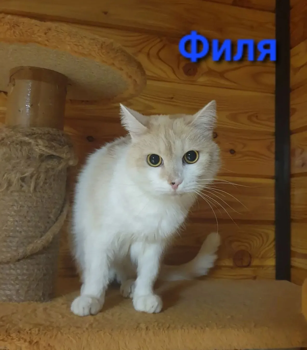 ЗНАКОМЬТЕСЬ - КОТИК ФИЛЯ 🐈!