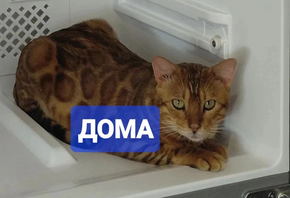 Вчера в районе Молодёжки в Артёме пропал бенгальский кот. Он болеет (у него проблемы с ...