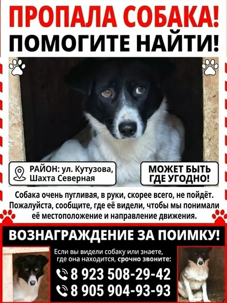 Все еще не теряем надежды найти нашу красотку!!! Если вы вдруг увидели ее звоните пожал...