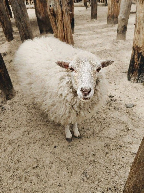 🐏 Упавший на спину баран не сможет перевернуться