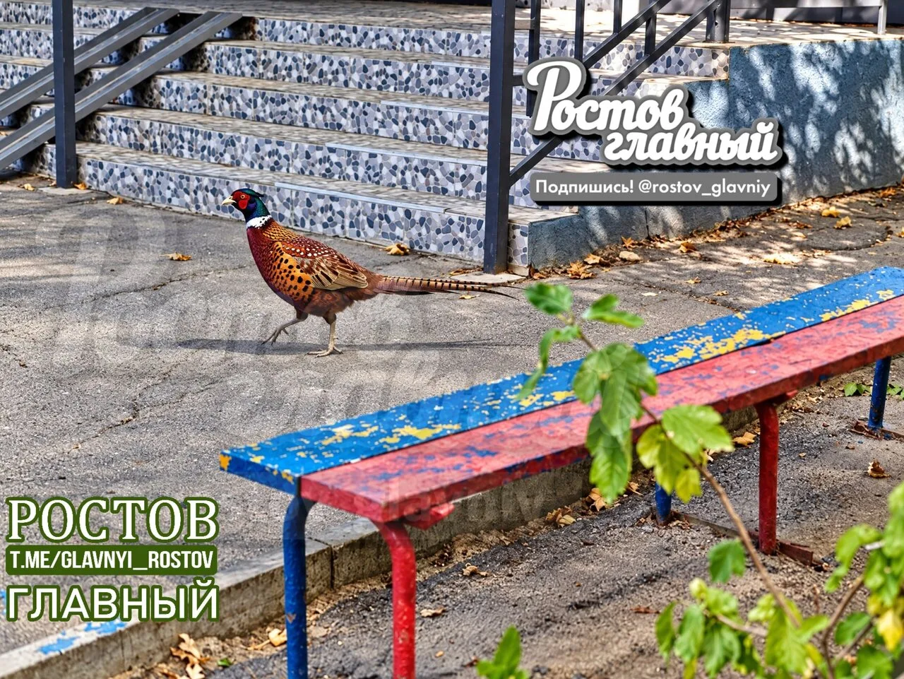 🦃 Кто птичку потерял? На Комарова бегал фазан