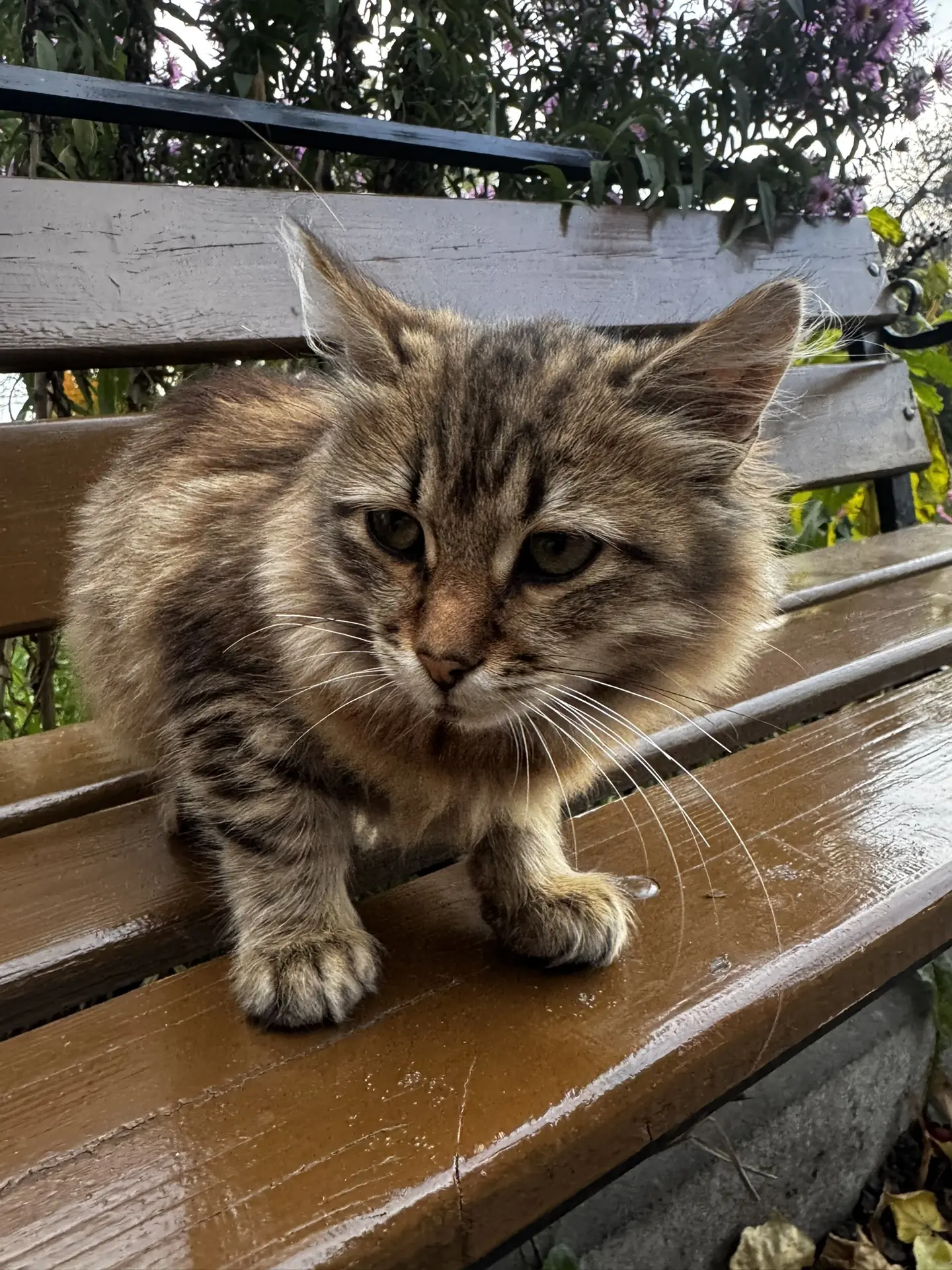 Здравствуйте, подкинули котят, очень жаль их, наступят холода они замерзнут,возможности...