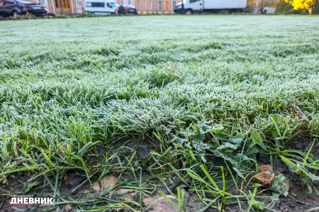 ❄️ Первый иней украсил Петербург серебристыми узорами