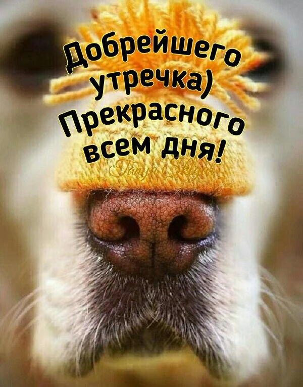 Доброе утро, друзья и наши сладкие хвостатые булочки! 🐶🍩