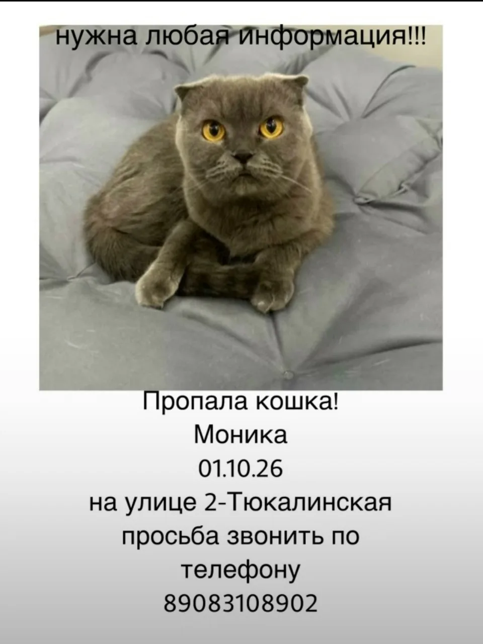 Люди, умоляю, помоги найти !