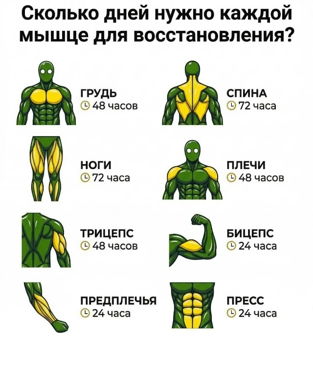 Мелкие группы мышц восстанавливаются быстрее и поэтому целесообразно тренировать их два...