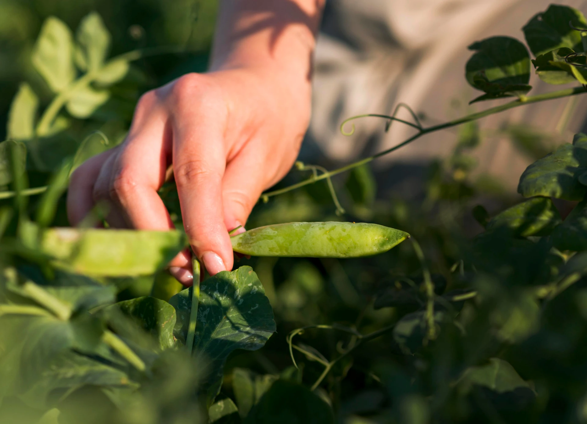 🧑‍🌾 Урожайность гороха на Кубани выросла на 10% за девять месяцев 2026 года