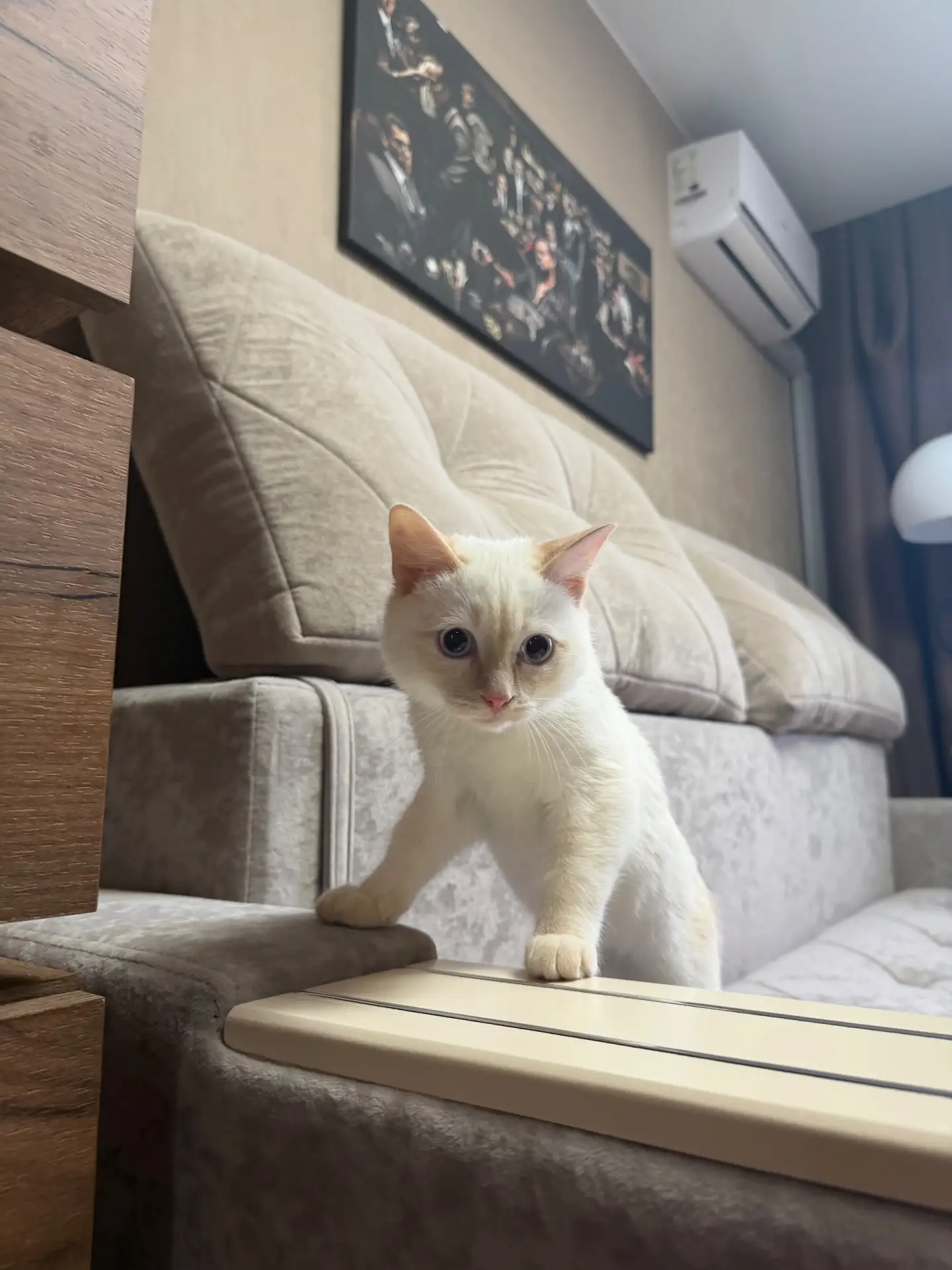 Здравствуйте, пр. Ленинградский 30, найдена кошечка. Котенок, примерно 4 месяца. Обраща...