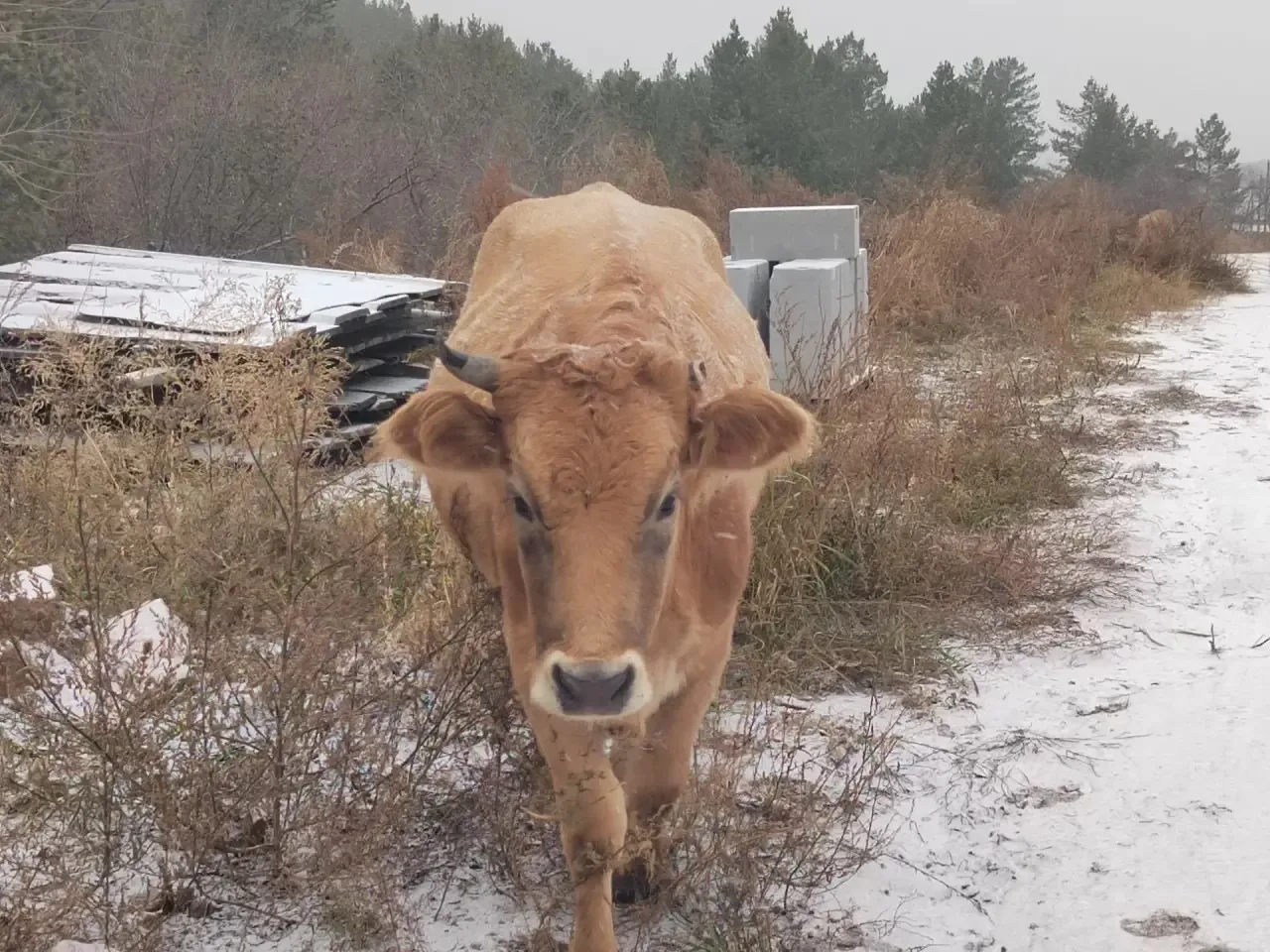 🐄 Внимание, владельцы крупного рогатого скота!