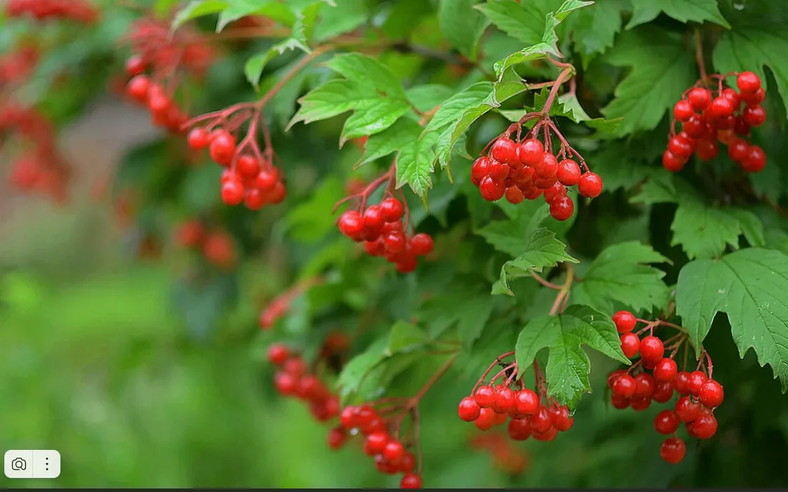 🍒КАЛИНА : НЕСКОЛЬКО РЕЦЕПТОВ ЛЕЧЕНИЯ🍒✍️ Холодный настой (общеукрепляющий). 3–4 столов...