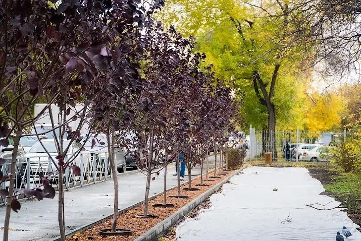 🌳 Аллея памяти Александра Гриба появилась в Ленинском районе Новосибирска 🌳