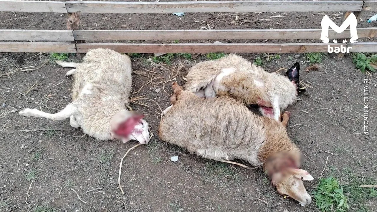🐺 В селе Забайкалья нашли пять мёртвых овец — одна обезглавлена