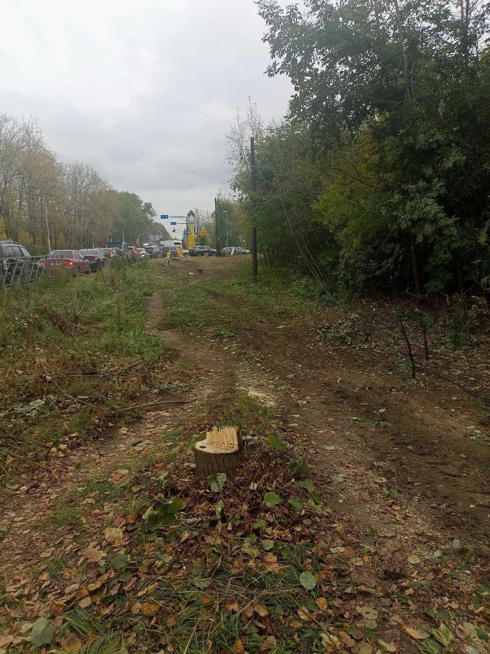 🌳 В Рязани вырубили деревья возле завода «Рязцветмет» для подготовки к расширению Куйб...