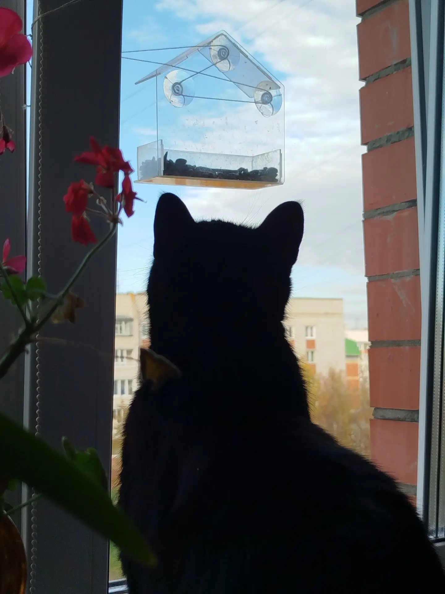 Повесили кормушку. Ждём снегиря Серёгу. Пока синички прилетают, Котобосс счастливый 🐾👣