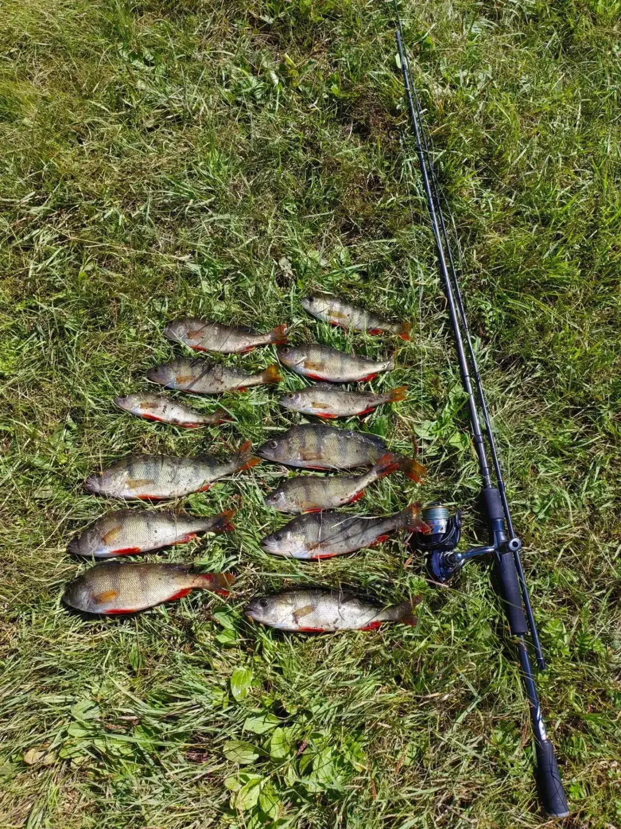 🎣 Улов от подписчика
