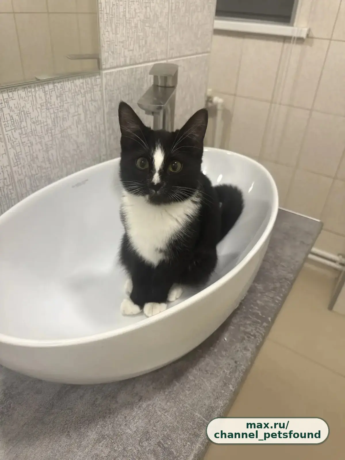 🐾 Пропал питомец — Нижневартовск