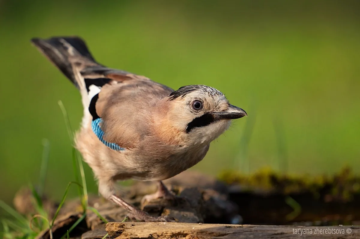 🐦‍⬛ Даже если вы не орнитолог, голубя от воробья отличите легко. А вот сойку с ее сини...
