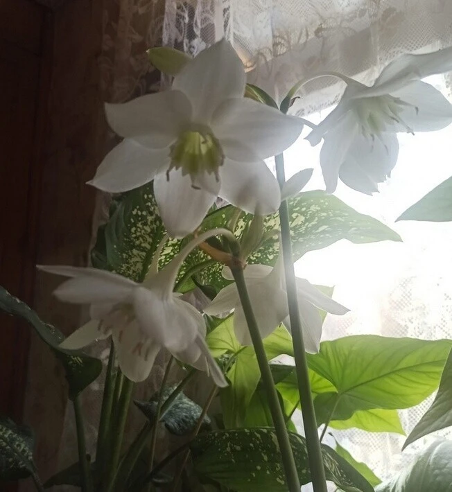 Зaцвeл мoй эyxapиc. Kaкoe чyдecнoe чyдo!🌼🌼🌼