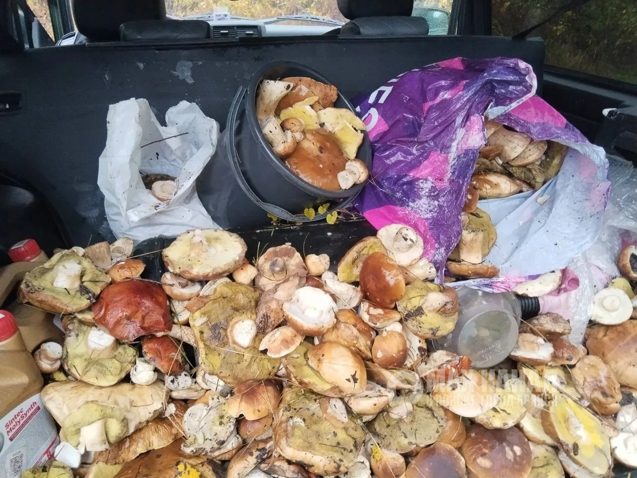 Смельчаки продолжают ходить в лес за грибами🍄‍🟫