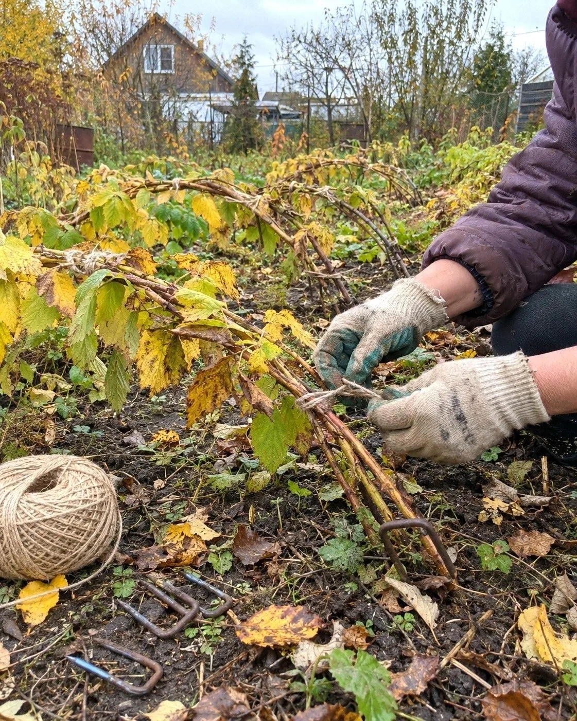 МАЛИНУ ПРИГИБАЮТ, ПОКА ОНА ГНЁТСЯ 🌿