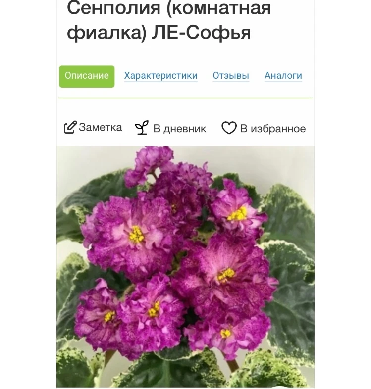 Продам деток сортовой фиалки, цена 100р