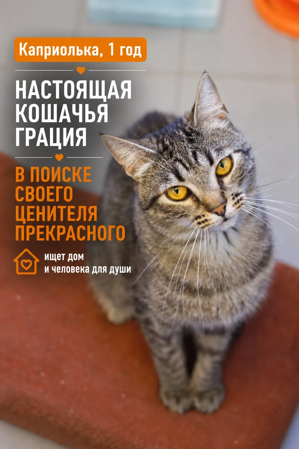 Может быть вы объясните Каприольке почему она всё ещё в приюте?