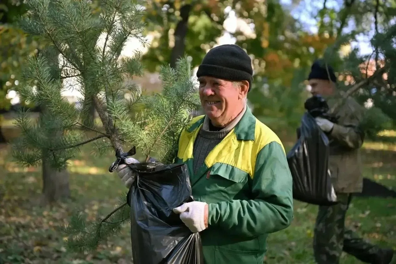 В парках Тамбова высадили молодые сосны🌲