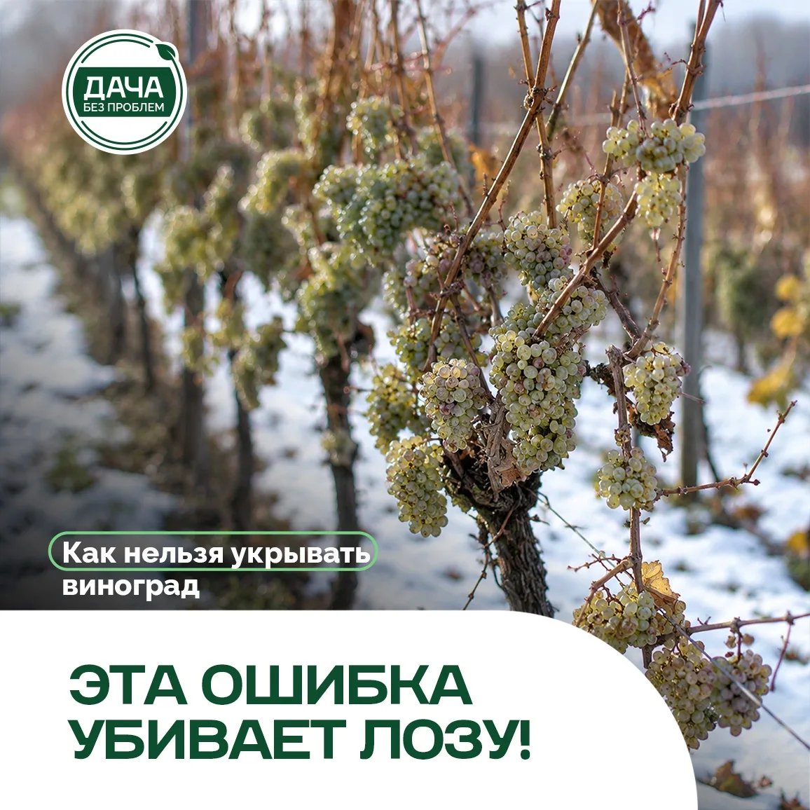 Виноград под зиму: 3 ошибки, которые убивают лозу
