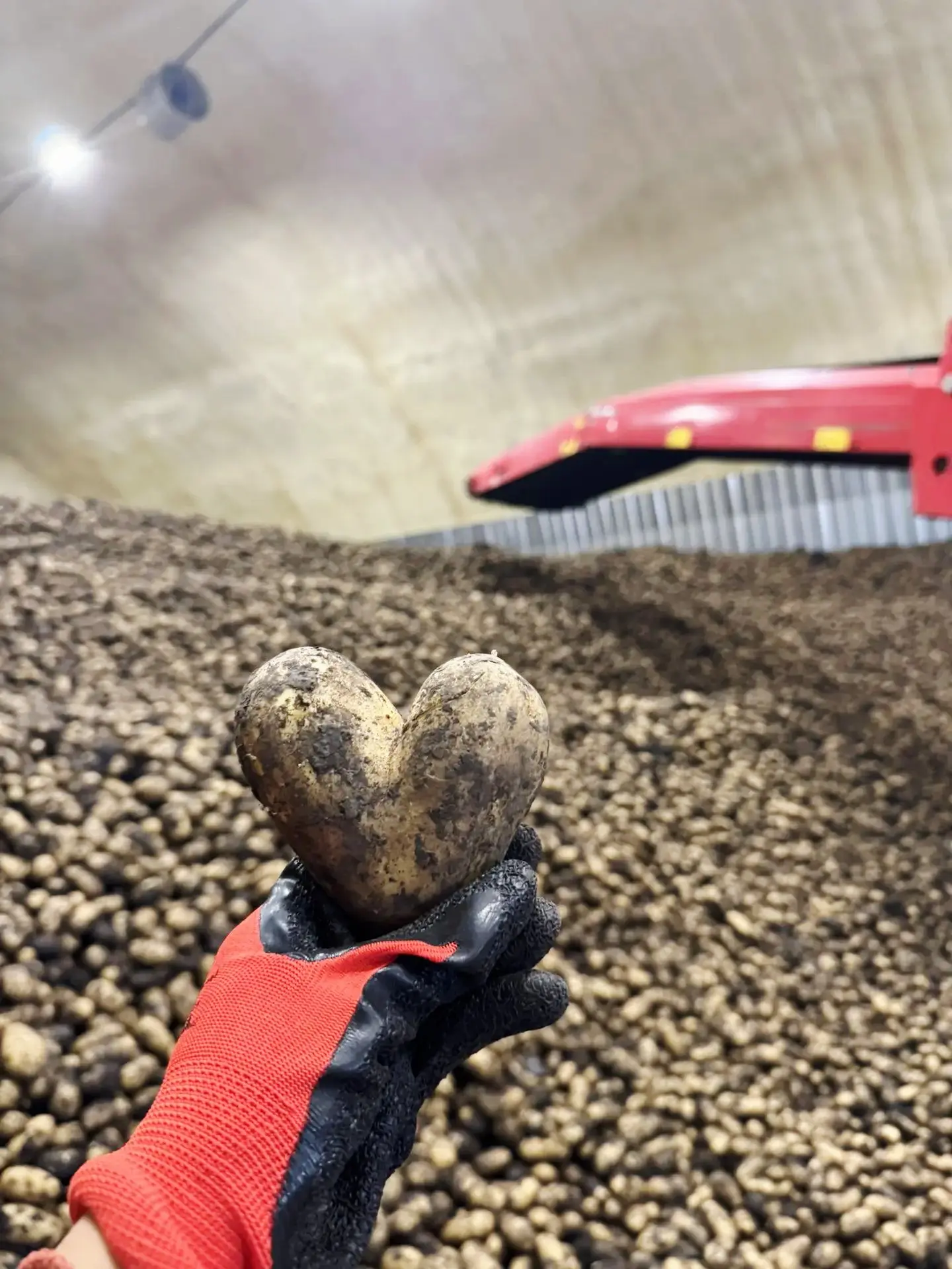 🥔❤️ Картофель умеет удивлять формой