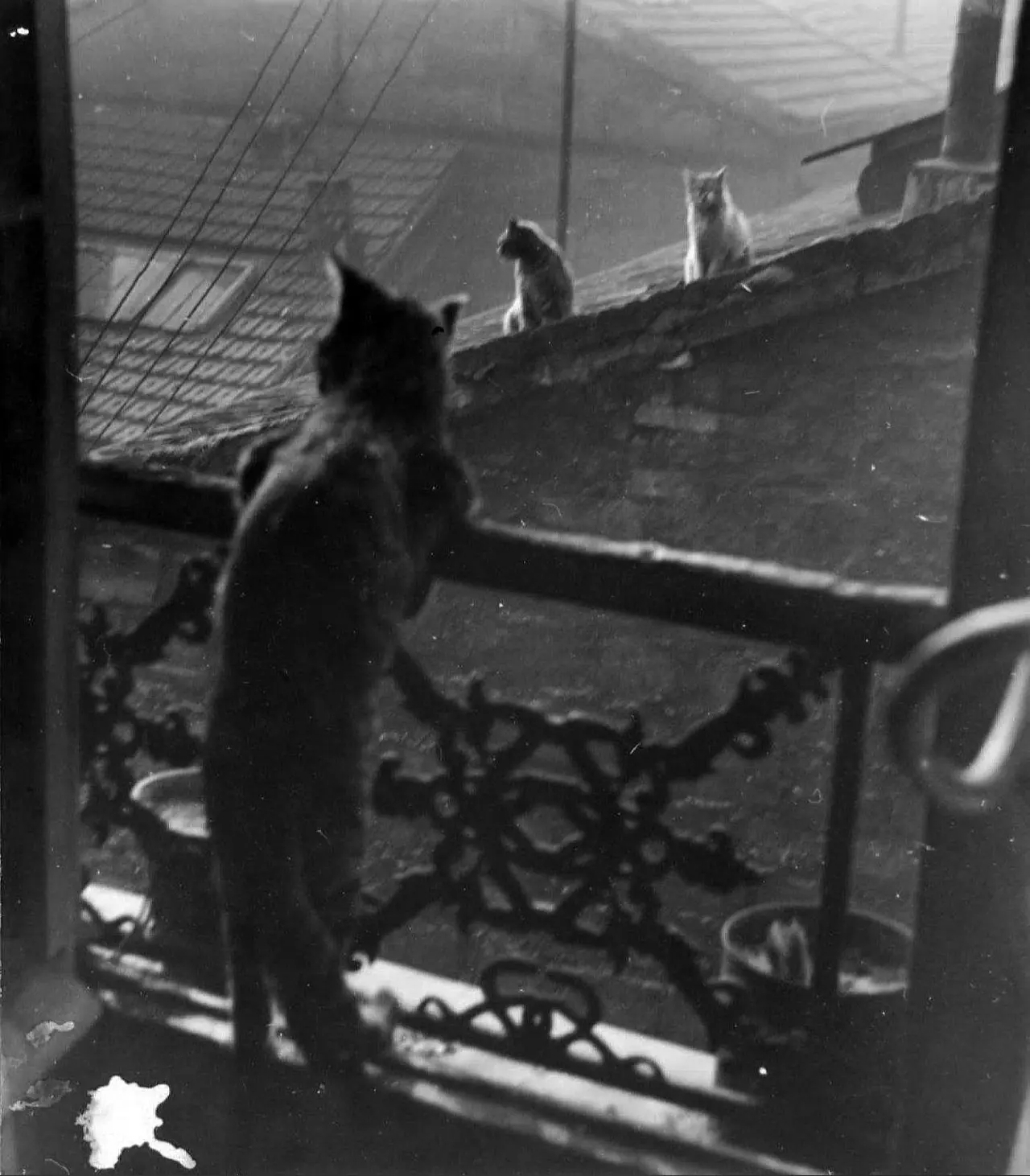 Встреча котов, 1948 год.