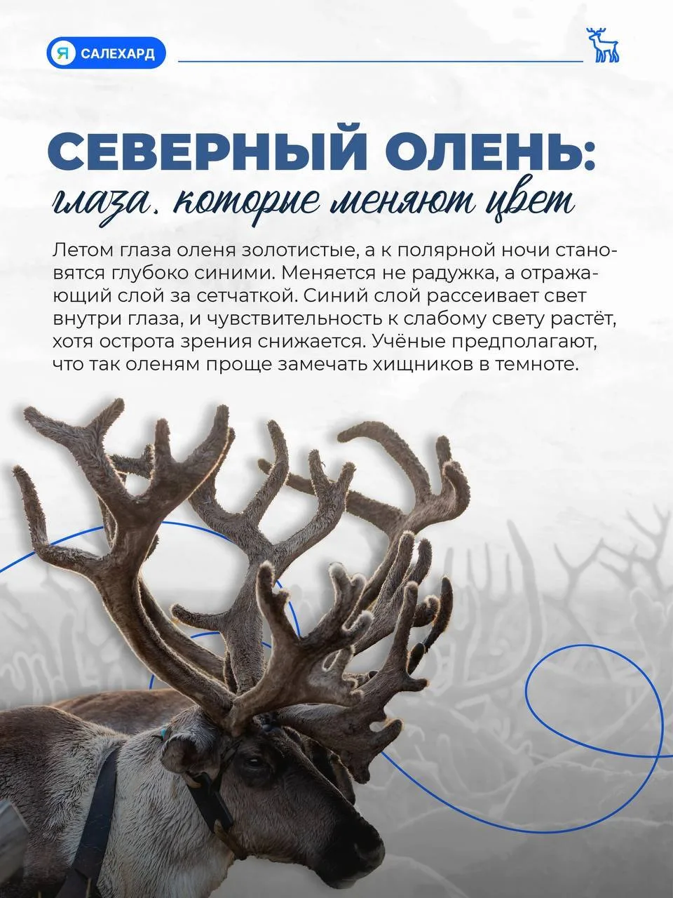 🦌 Кто готов к ямальской зиме лучше всех?
