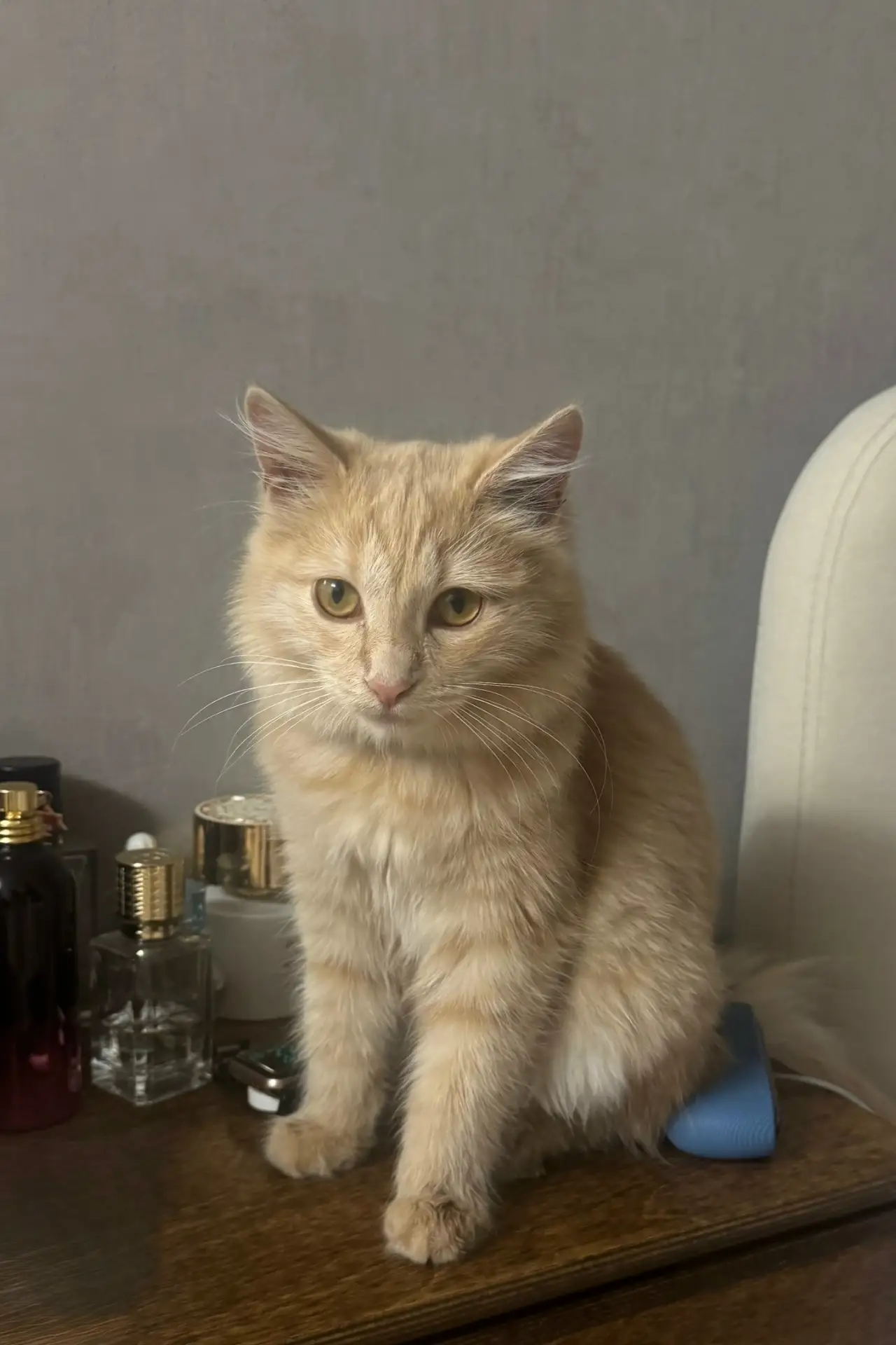 🚨 ПОТЕРЯЛАСЬ КОШКА!