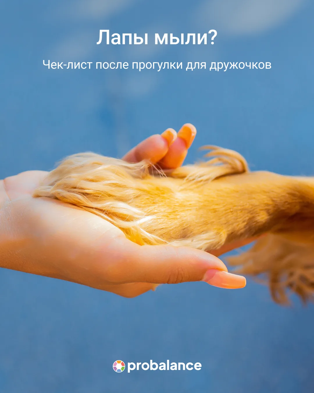 Во Всемирный день мытья рук напоминаем: кое-кто после прогулки тоже нуждается в том, чт...