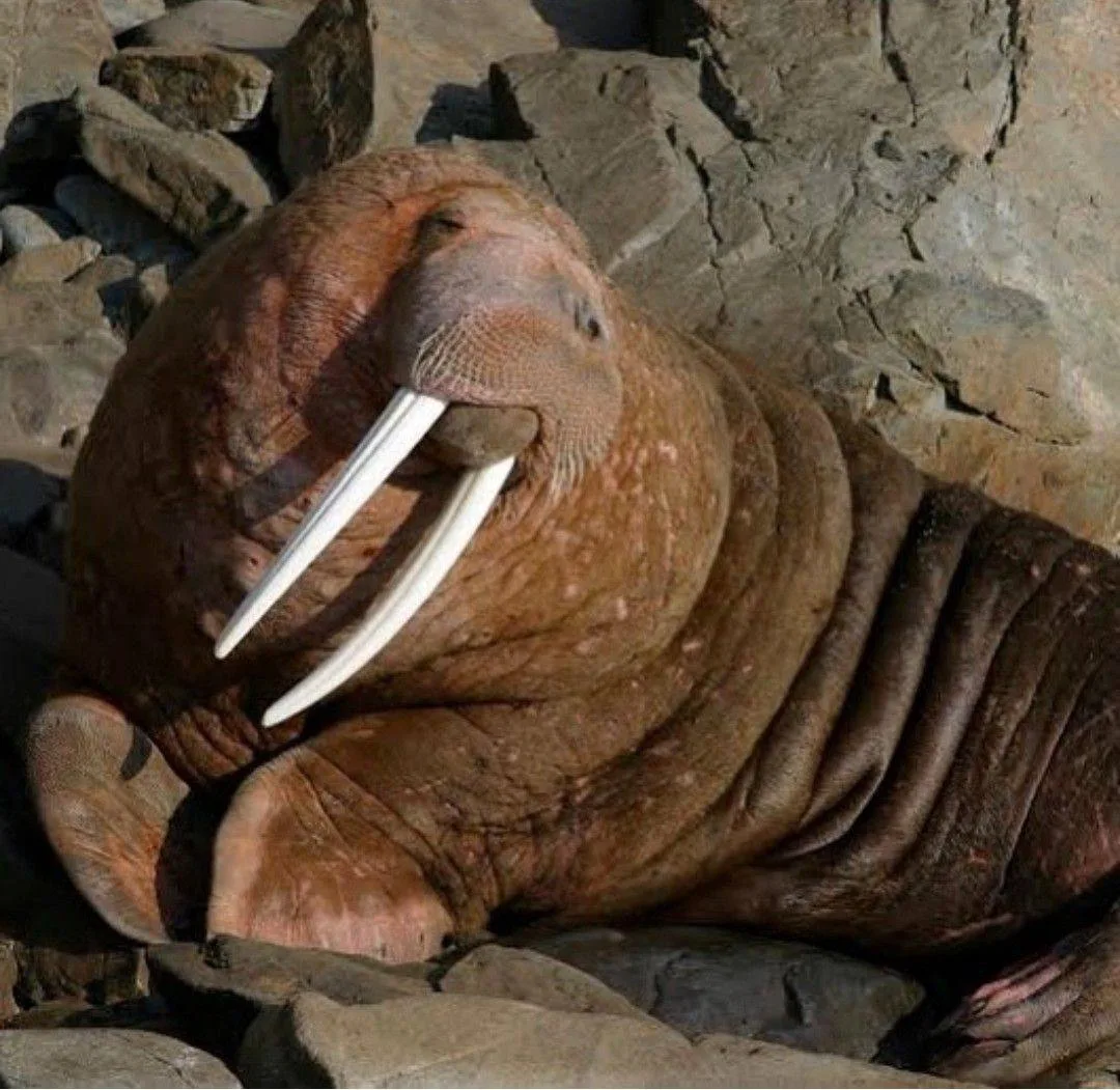 🦭Чтобы выбраться на берег, моржи вонзают свои мощные бивни в лёд