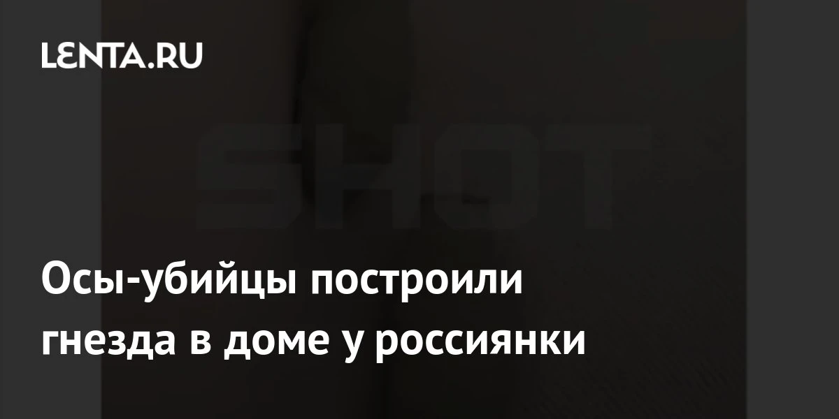 🔴 Осы-убийцы построили гнезда в доме у россиянки