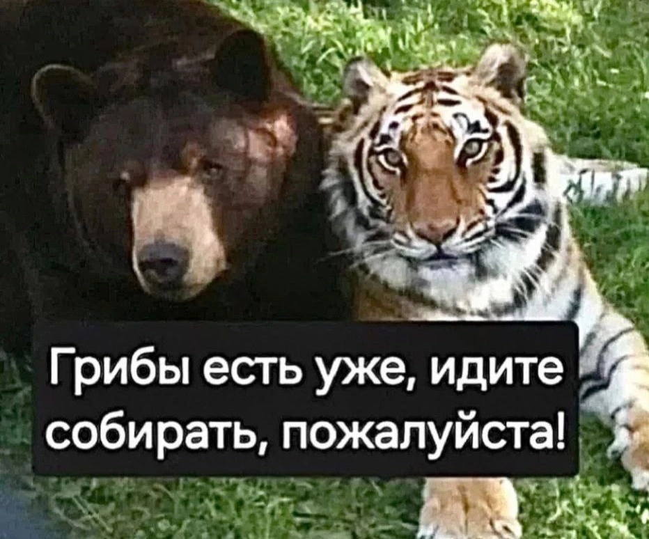 💁‍♀️Мемчики тут