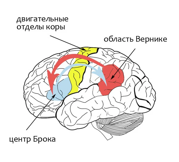 В речевой функции человека участвуют несколько областей левого полушария — например, об...
