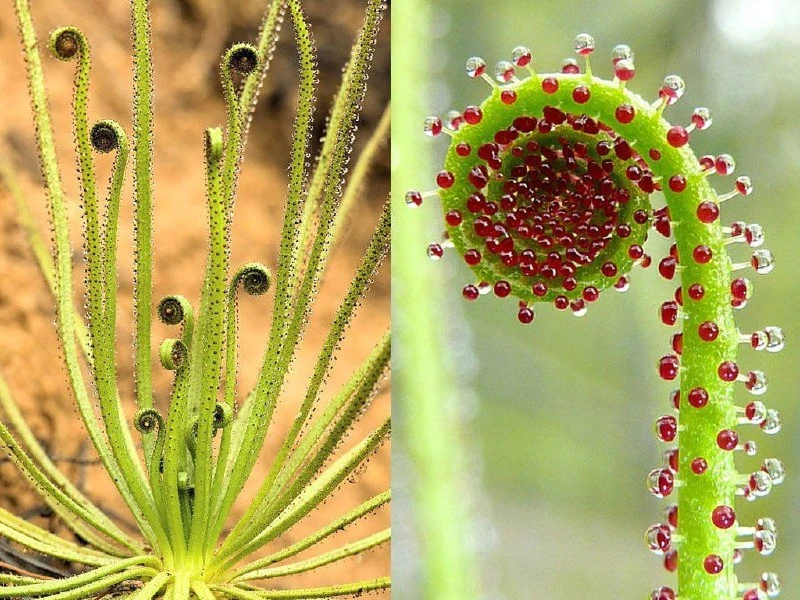 РОСОЛИСТ ЛУЗИТАНСКИЙ 🌿