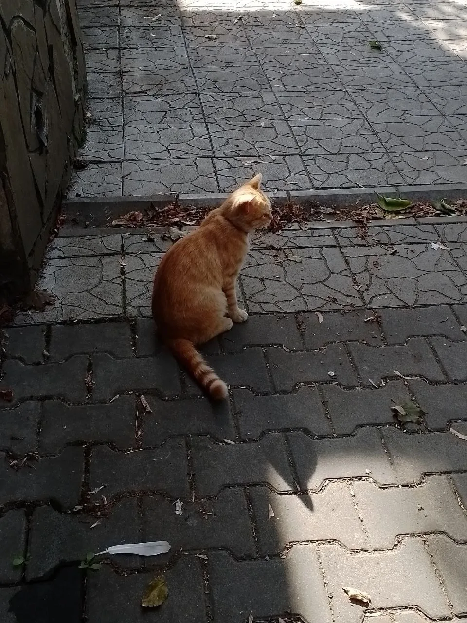 🐈 Здравствуйте! Никто не терял котенка? Вроде с ошейником и чистенький, значит чей-то....