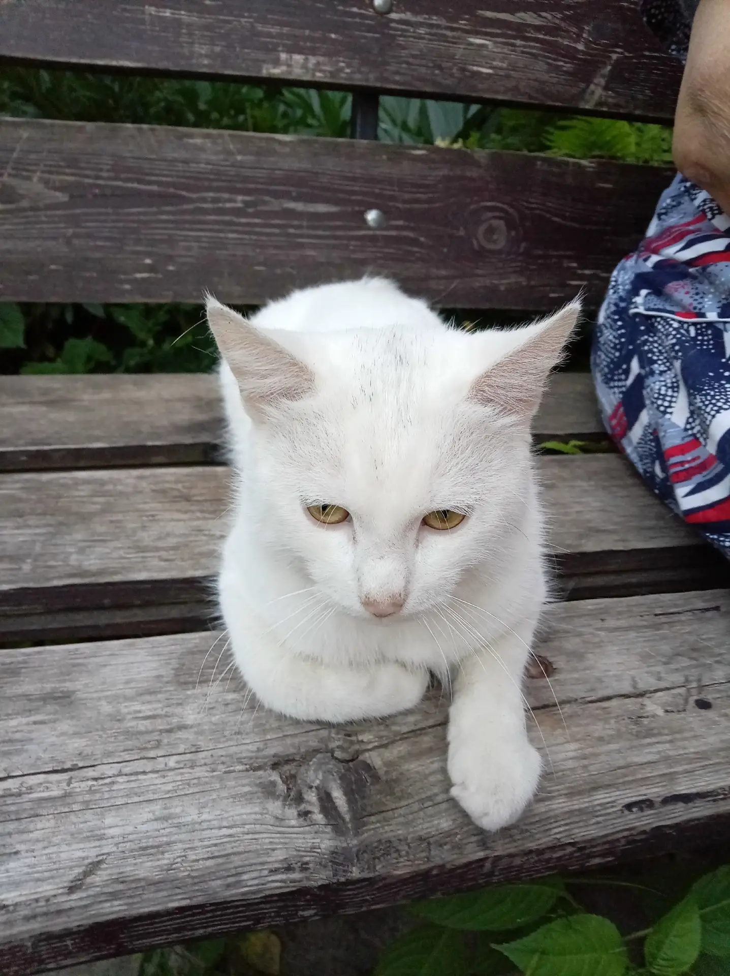 🐱 Срочно ищем любящих хозяев для белоснежного красавца! 🐱