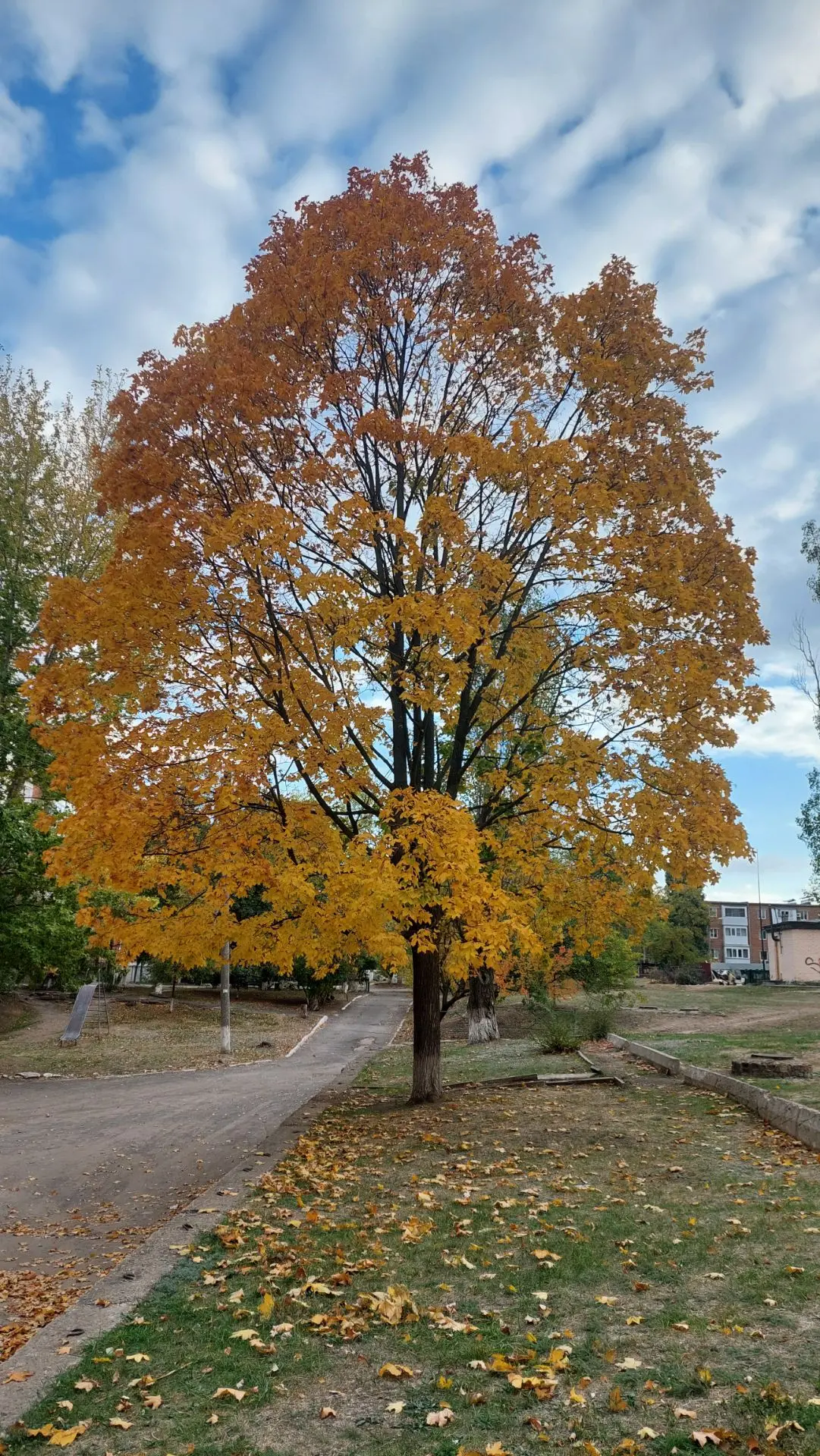 Осень плавно вступает в свои права🍁🍁🍁