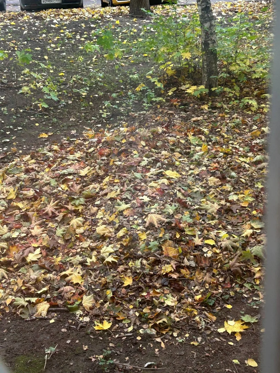 Не все соседи довольны золотой порой…