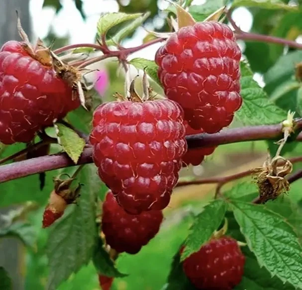 🍓 Малина «Феномен»