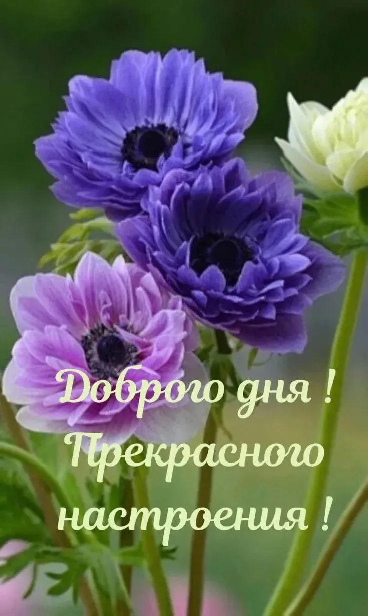 🌺ОТКРЫТКИ И ПОЗДРАВЛЕНИЯ 🌺