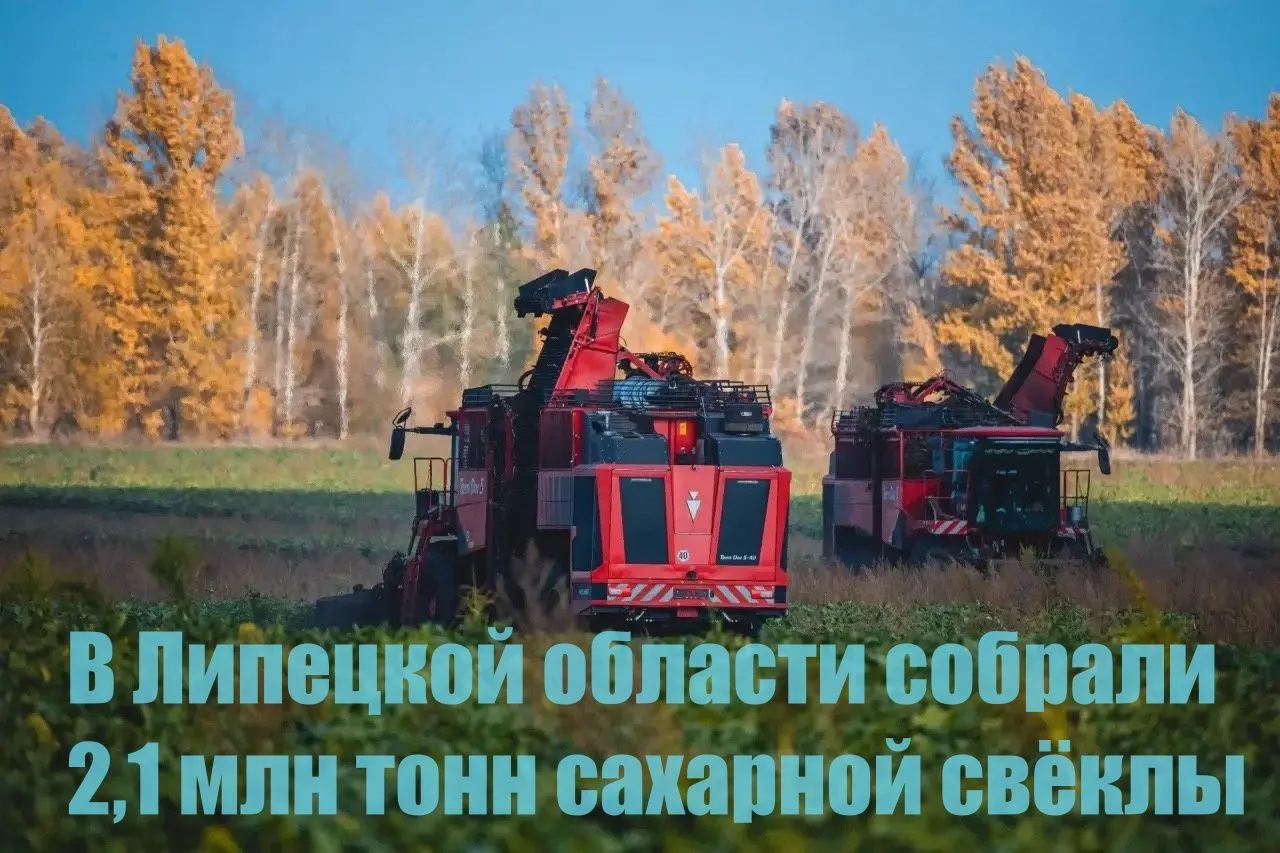 В Липецкой области собрали 2,1 млн тонн сахарной свёклы