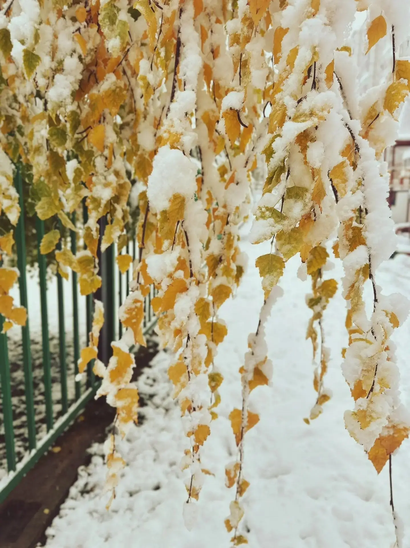 ❄️ Первый снег в Сургуте!