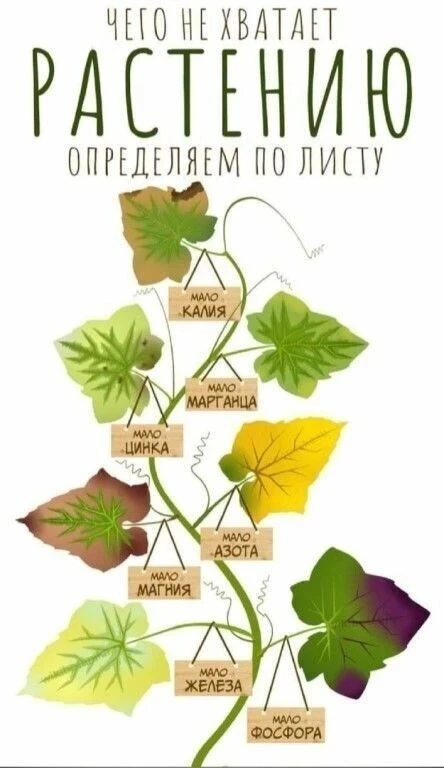 Определяем по листу, что не хватает растению