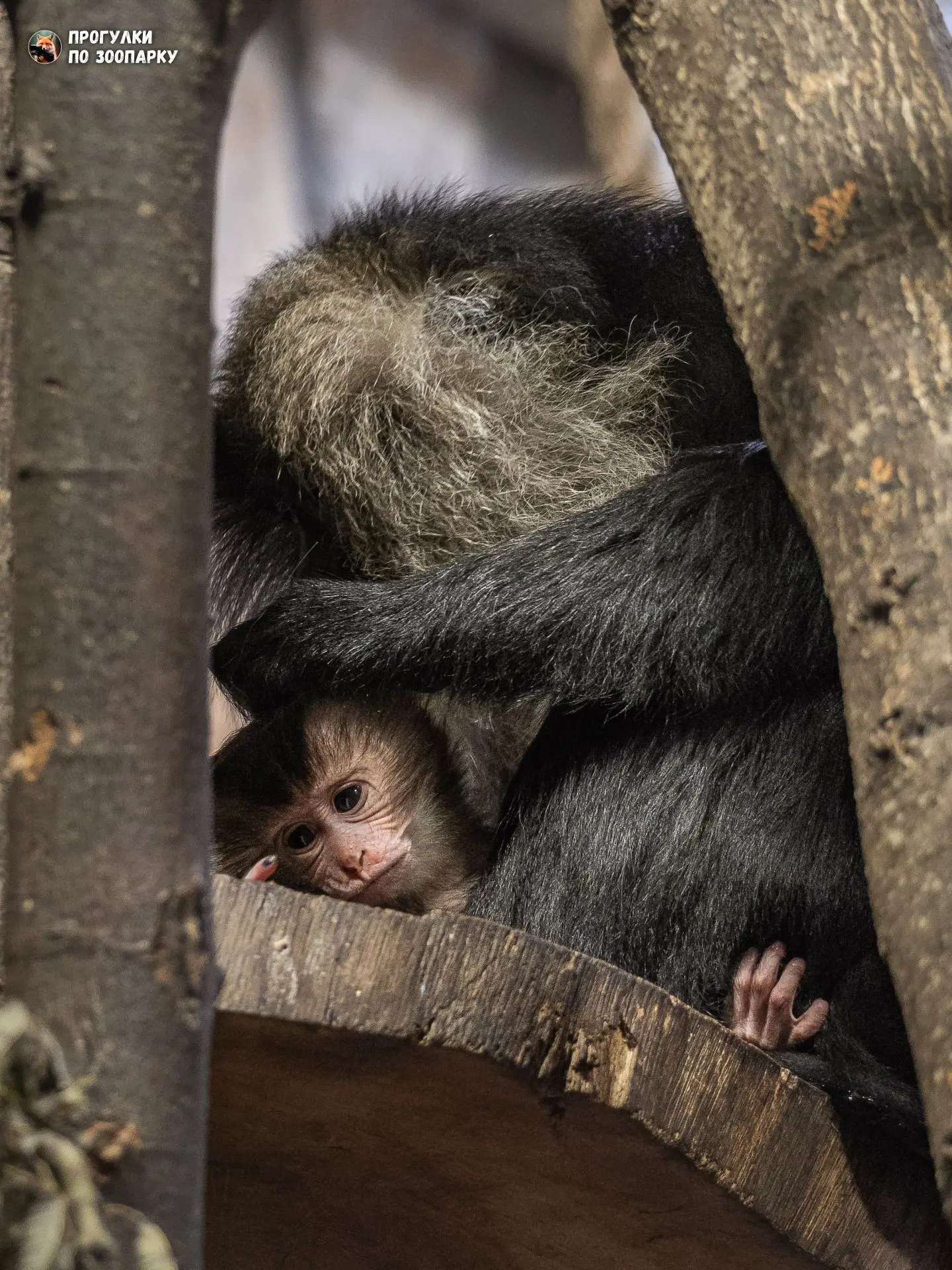 Вандеру Муля с малышом🐒🍼