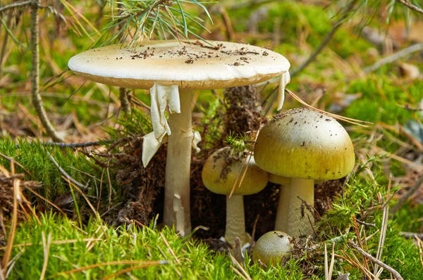 🍄 В Геленджике девушка попала в больницу после отравления бледной поганкой
